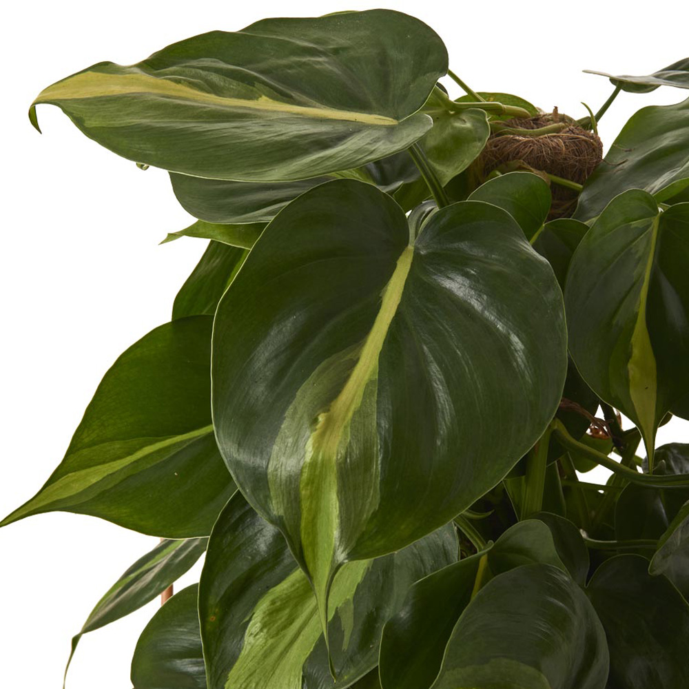 Wilko Philodendron Brasil Moss Pole 70-90cm Image 6
