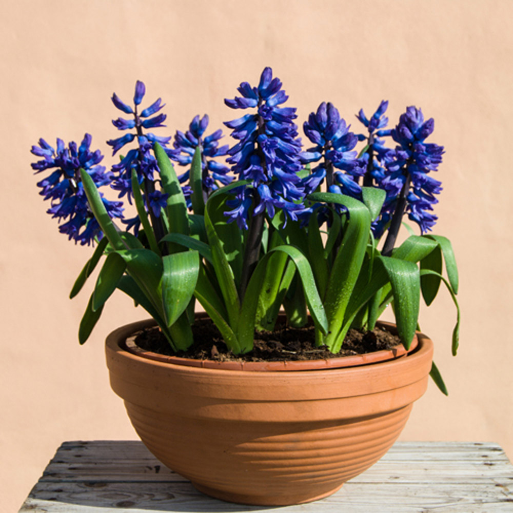 YouGarden Hyacinth Blue Planting Bulb 20 Pack Image 2