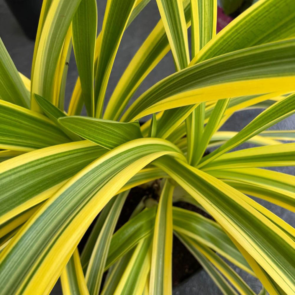 Thompson & Morgan Agapanthus Zambezi Plant Pot 9cm 3 Pack Image 3
