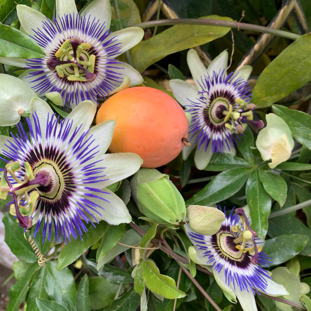 Thompson and Morgan Passiflora Passion Flower Caerulea Plant Pot 9cm Image 2