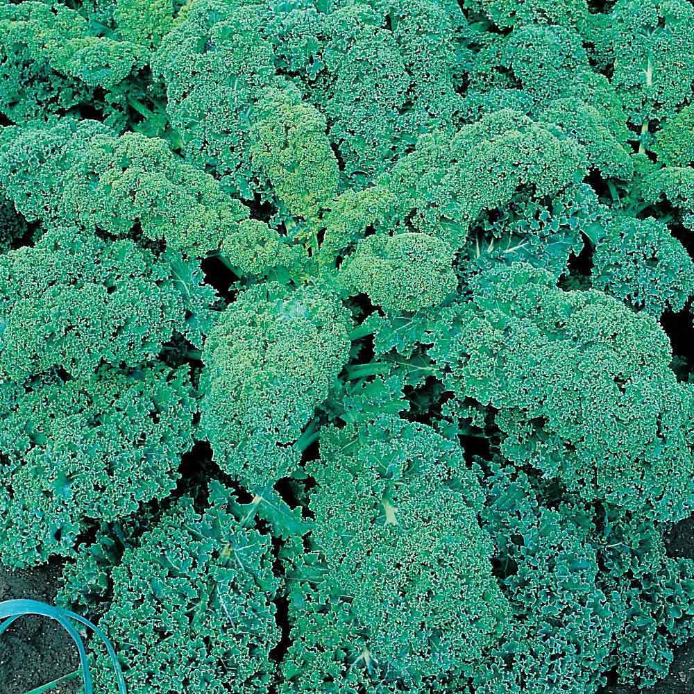 Wilko Kale Dwarf Green Curled Seeds Image 1
