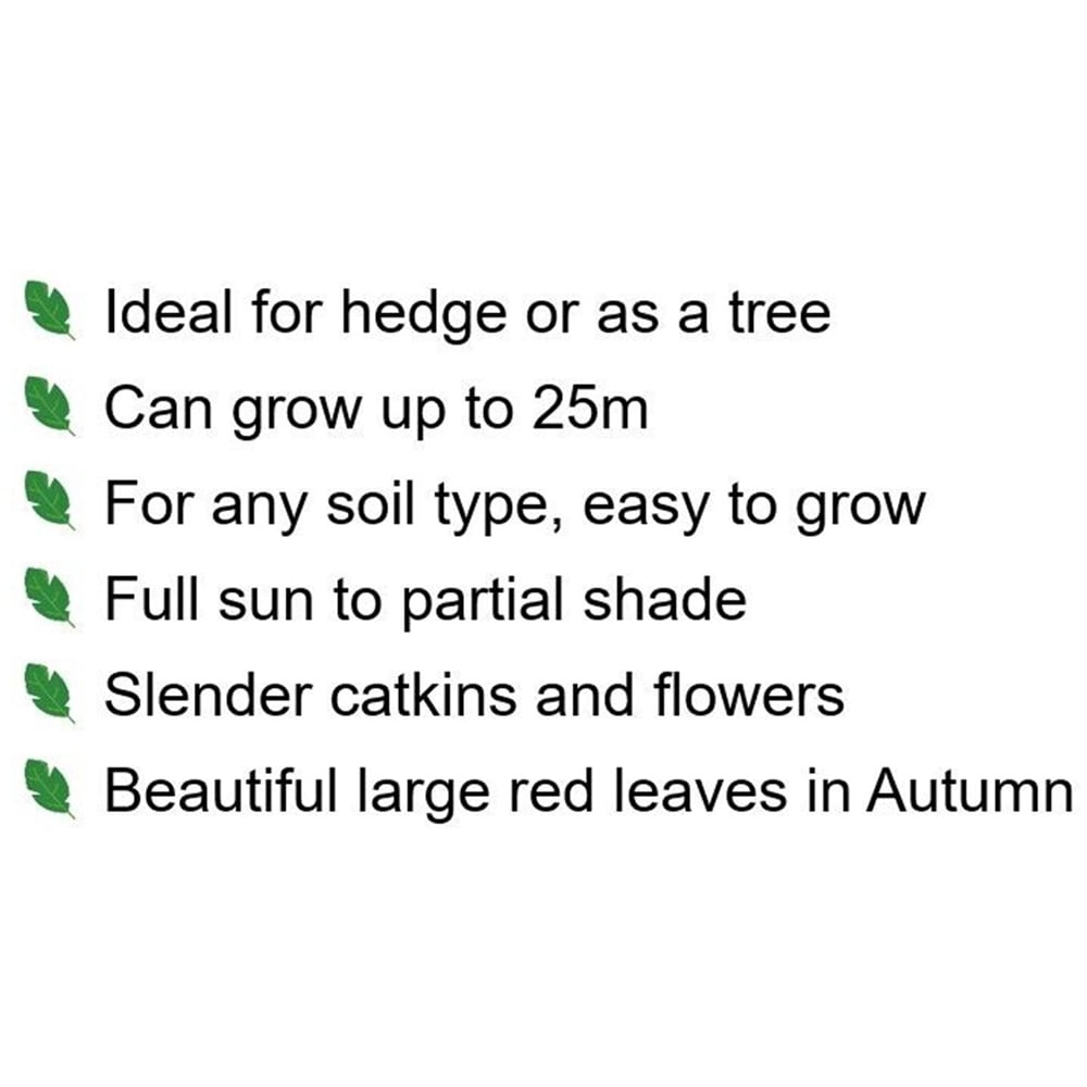 Inspirational Gifting Red Oak Bare Root Hedge Plant Sapling 2-3ft 20 Pack Image 5