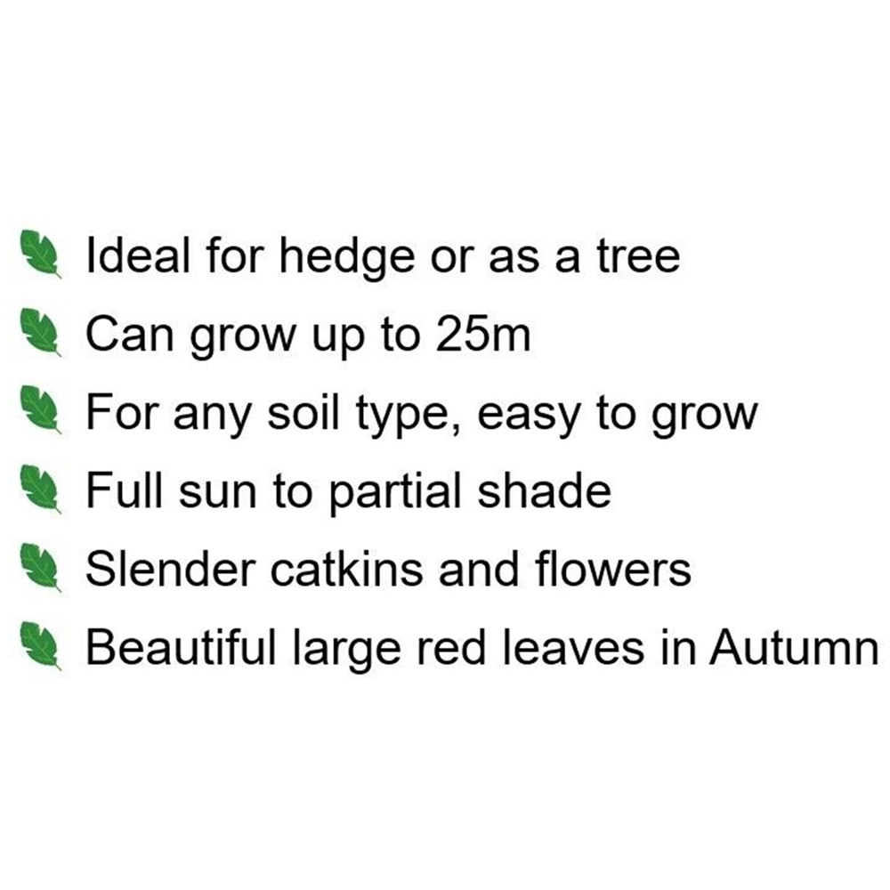 Inspirational Gifting Red Oak Bare Root Hedge Plant Sapling 2-3ft 10 Pack Image 5
