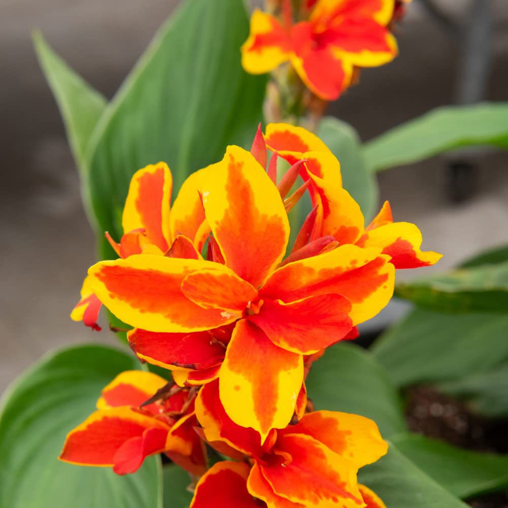 Thompson and Morgan Canna Cannova Red Golden Flame Plant Pot 9cm Image 3