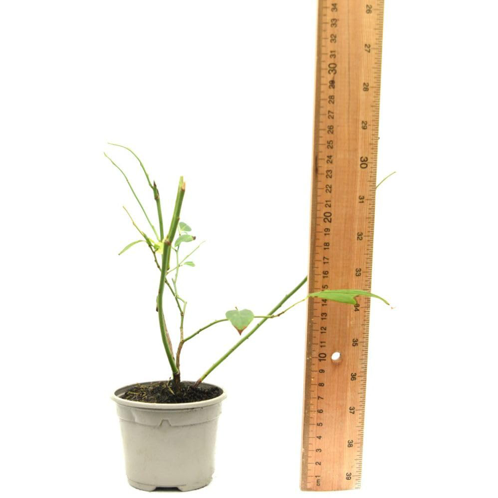 Thompson and Morgan Blueberry Vaccinium Blue gold Potted Plant 9cm 2 Pack Image 4