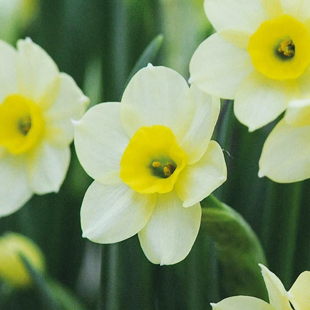 Thompson and Morgan Daffodil Minnow Planting Bulb 80 Pack Image 3