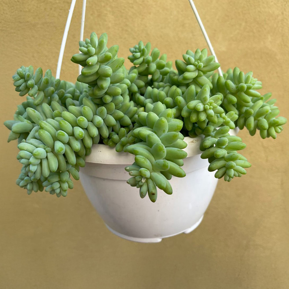 Thompson and Morgan Sedum Burrito Hanging Basket 14cm Image 1
