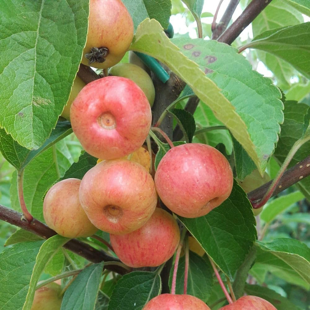 Thompson and Morgan Malus Crab Apple Everest MM106 Rootstock Bare Root Tree 2 Pack Image 1