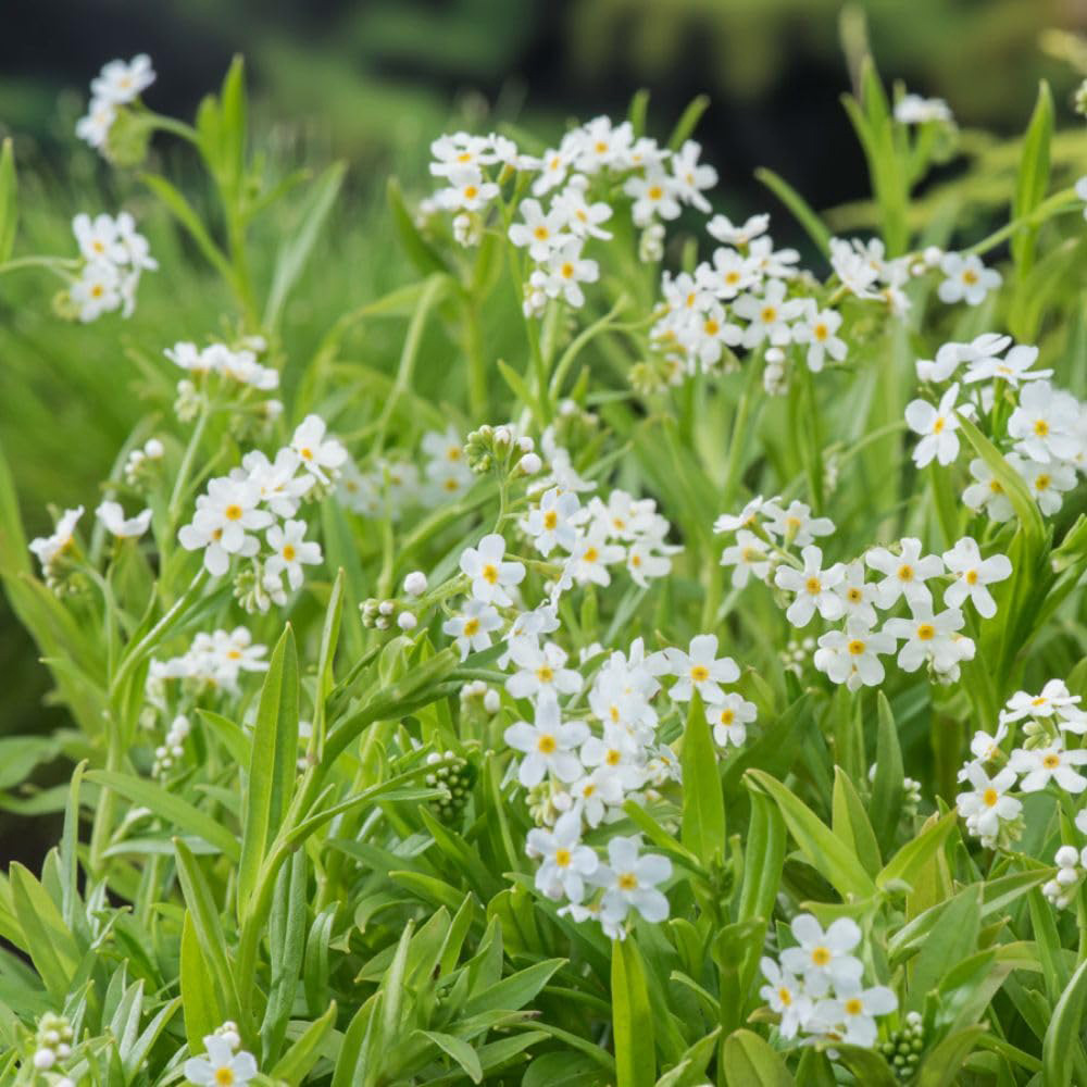 Thompson and Morgan Myosotis Palustris Alba Plant Pot 9cm Image 2