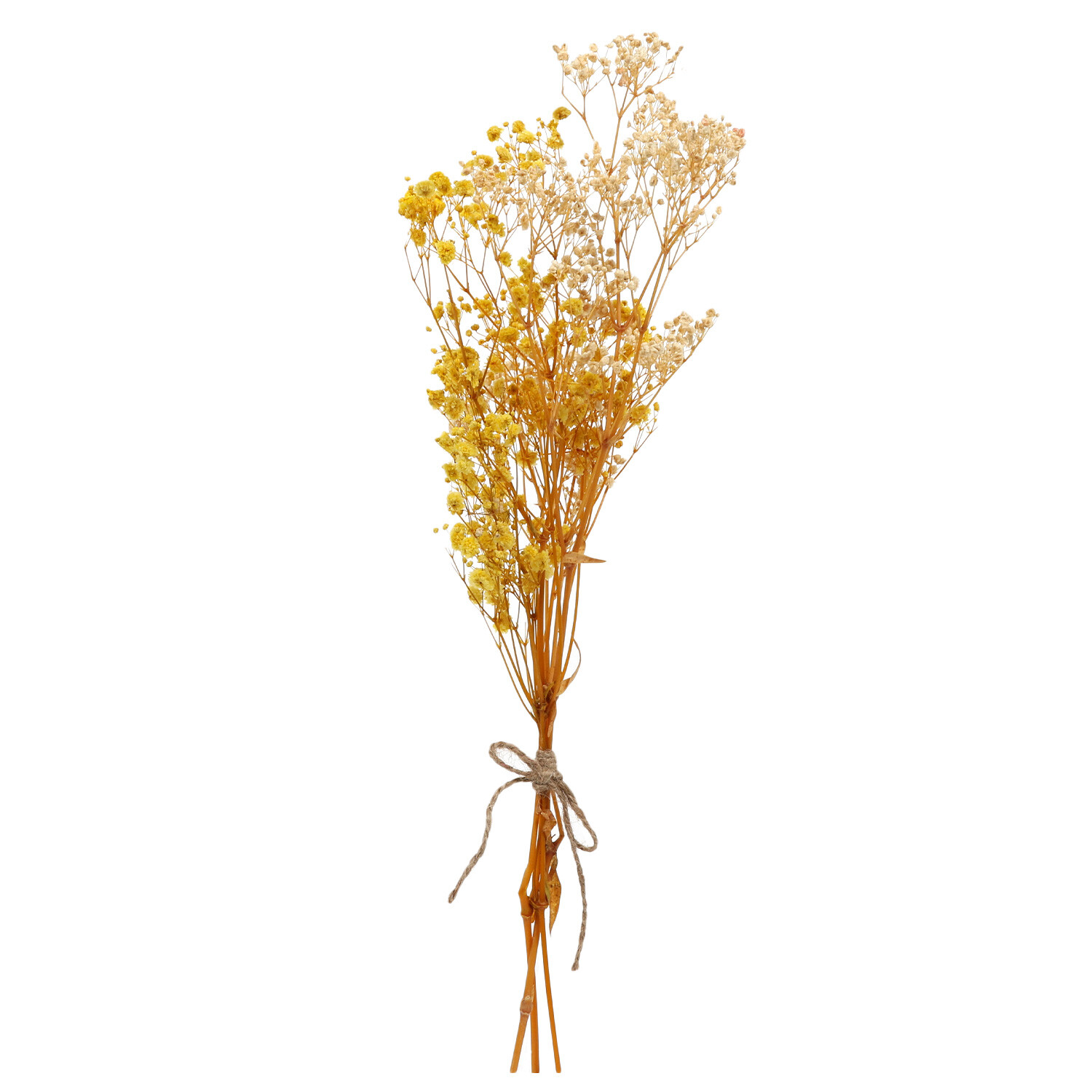 Dried Gypsophila Bunch - Orange Image 1