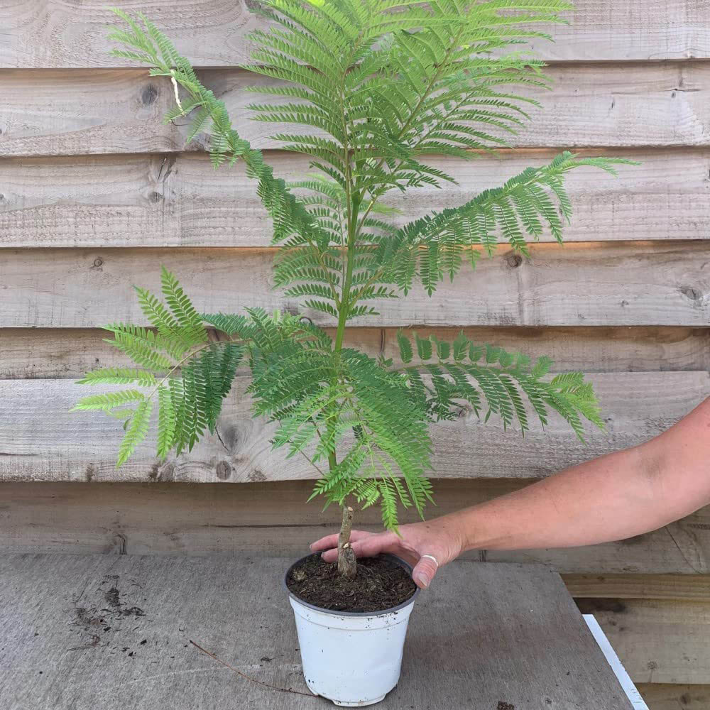 Thompson and Morgan Jacaranda Bonsai Blue Plant Pot 15cm Image 3