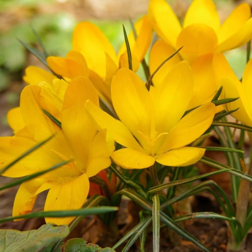 Thompson and Morgan Crocus Dutch Yellow Planting Bulb 40 Pack Image 4