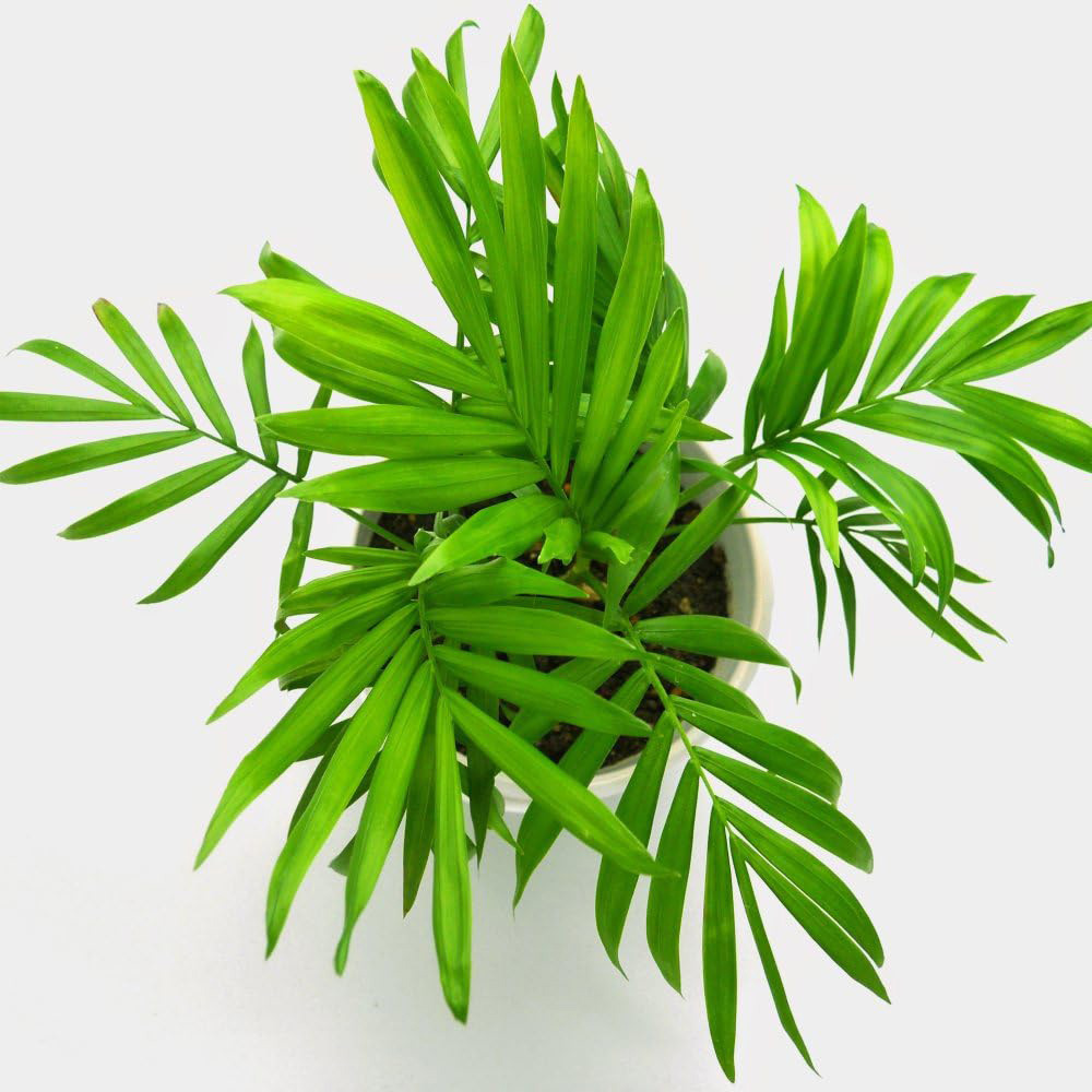 Thompson and Morgan Chamaedorea Elegans Plant Pot 17cm 2 Pack Image 3