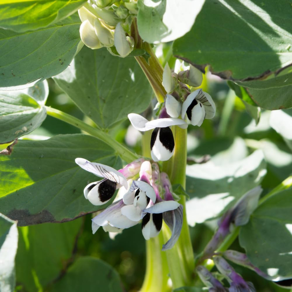 Thompson and Morgan Bean Broad The Sutton Multi Sown Garden Ready Plant 30 Pack Image 2