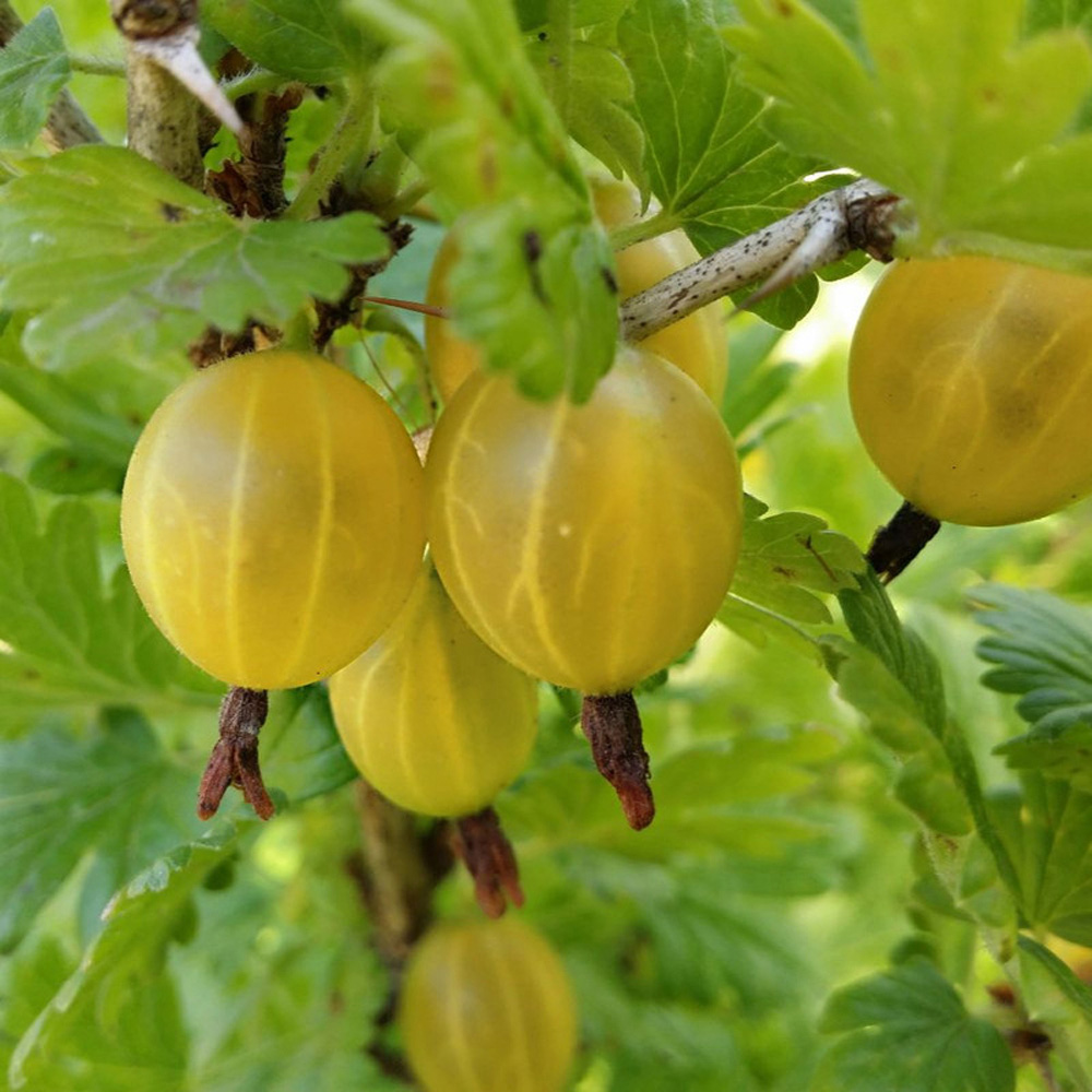 Thompson & Morgan Gooseberry Hinnonmaki Yellow Bare Root 3 Pack Image 2
