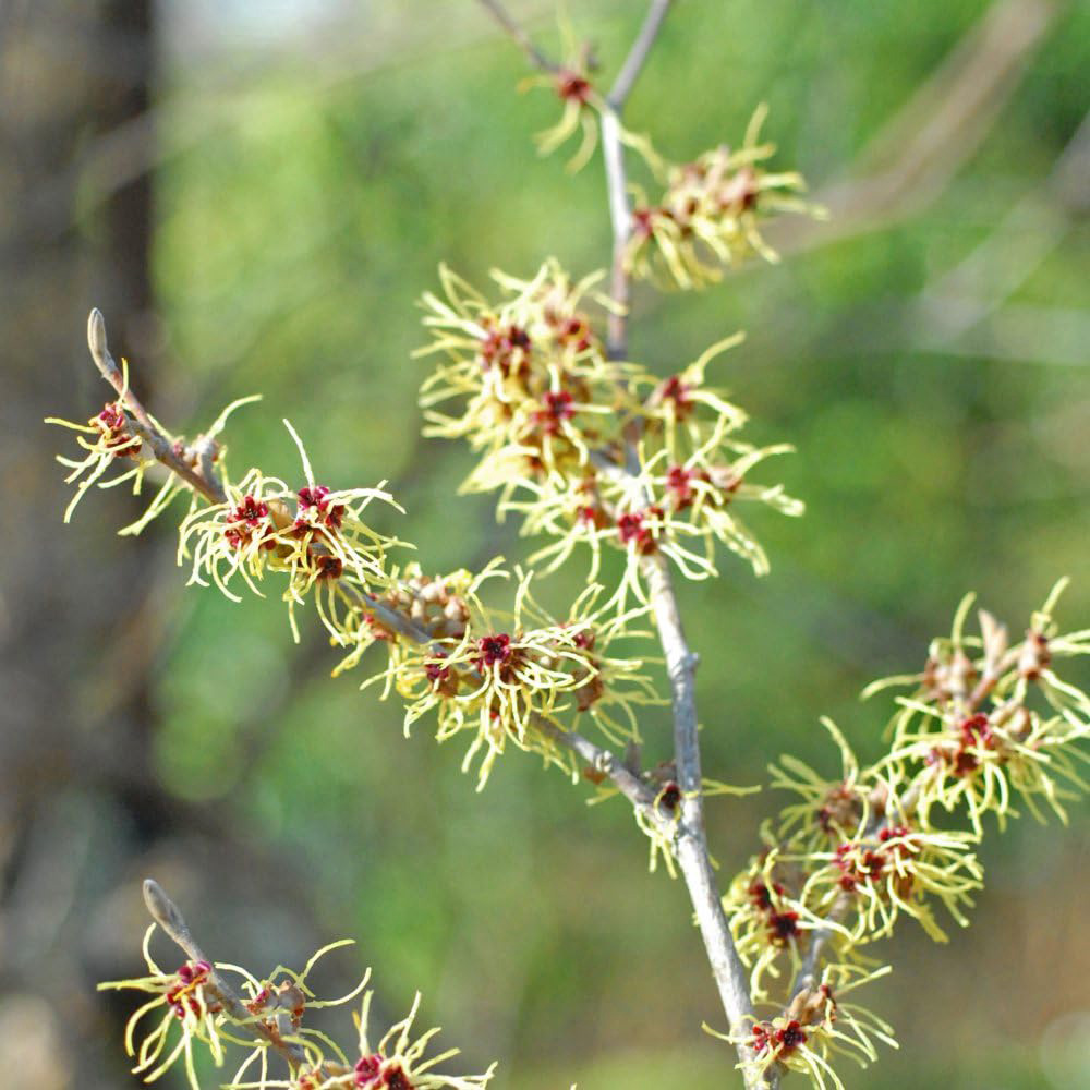 Thompson and Morgan Hamamelis Intermedia Pallida Potted Plant 9cm 2 Pack Image 5