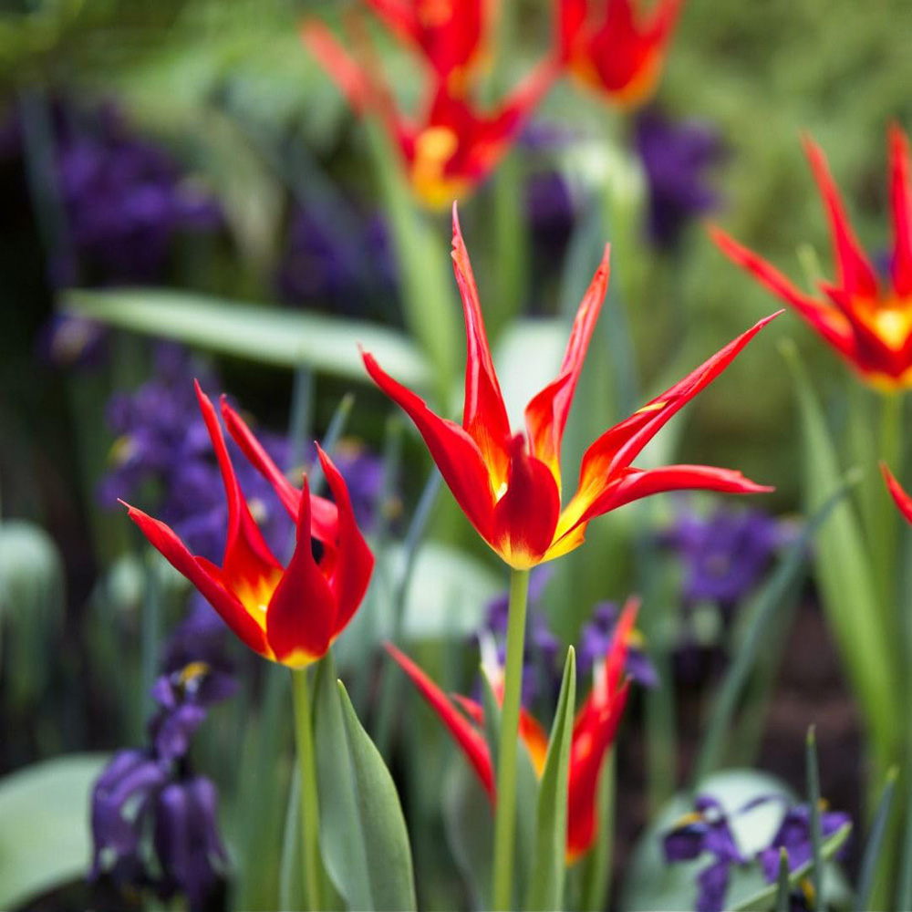 Thompson and Morgan Tulip Acuminata Bulbs 16 Pack Image 1