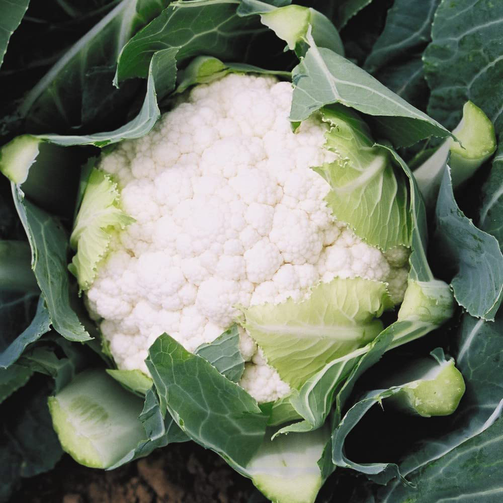 Thompson & Morgan Cauliflower Boris F1 Hybrid Seeds Image