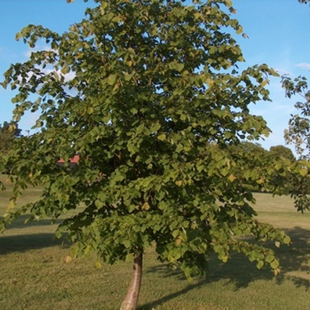 Inspirational Gifting Lime Bare Root Hedge Plant Sapling 2-3ft 5 Pack Image 2