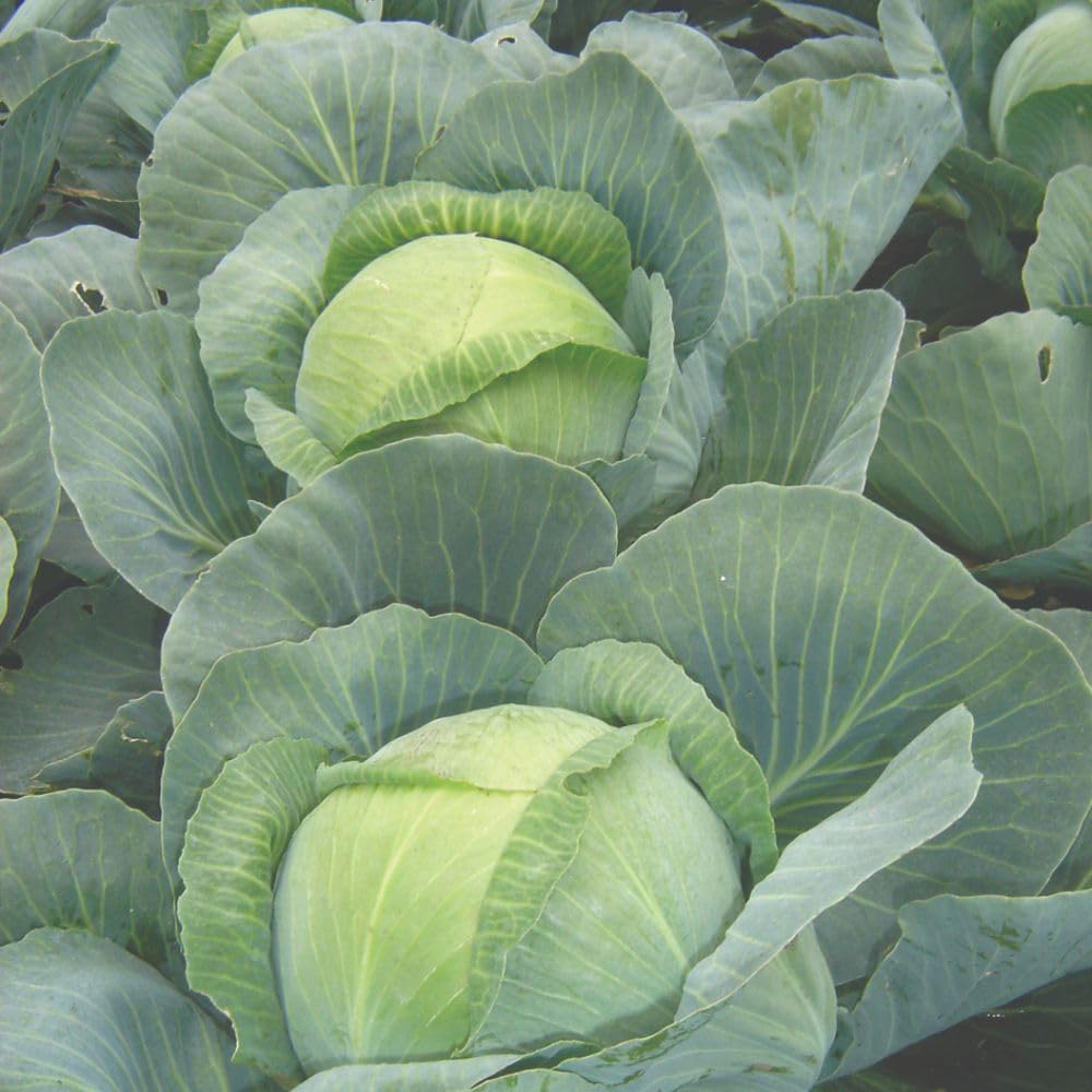 Thompson and Morgan Cabbage Attraction Seeds Image