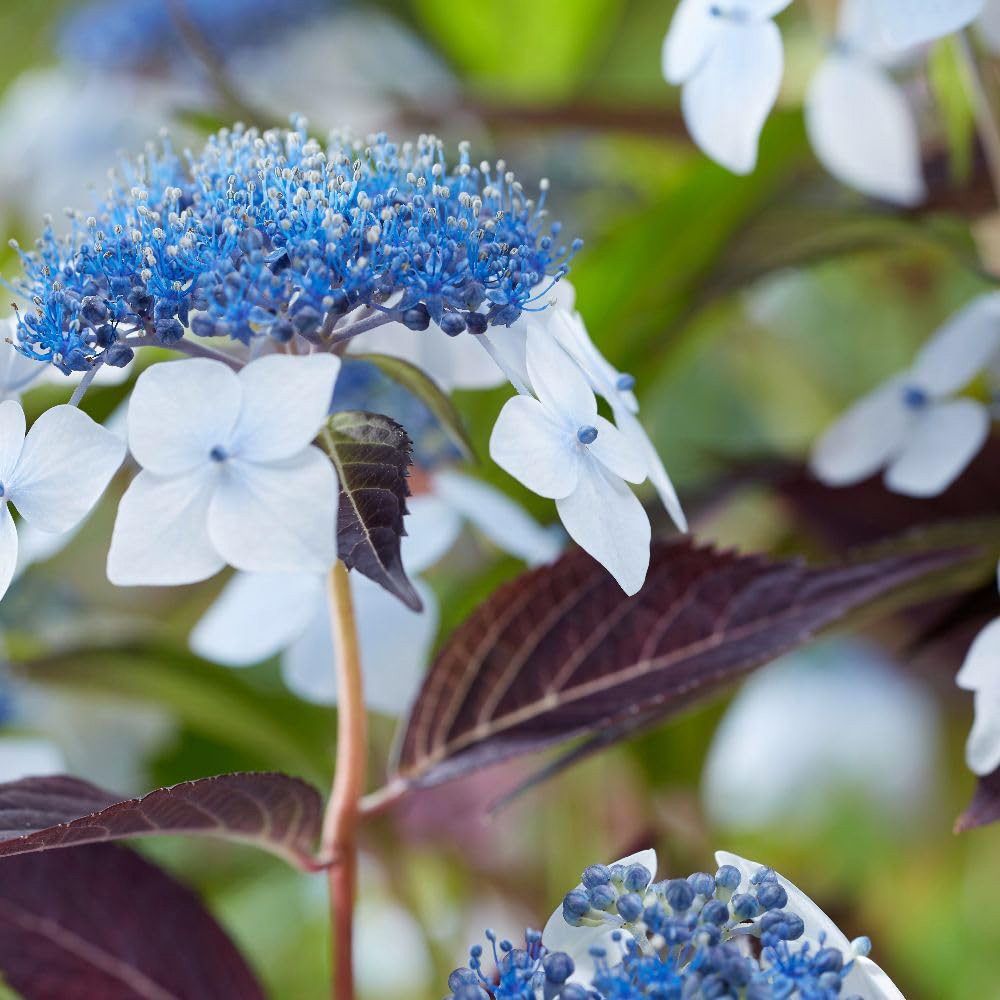 Thompson and Morgan Hydrangea Serrata Hydrangea Plant Pot 3L 3 Pack Image 2