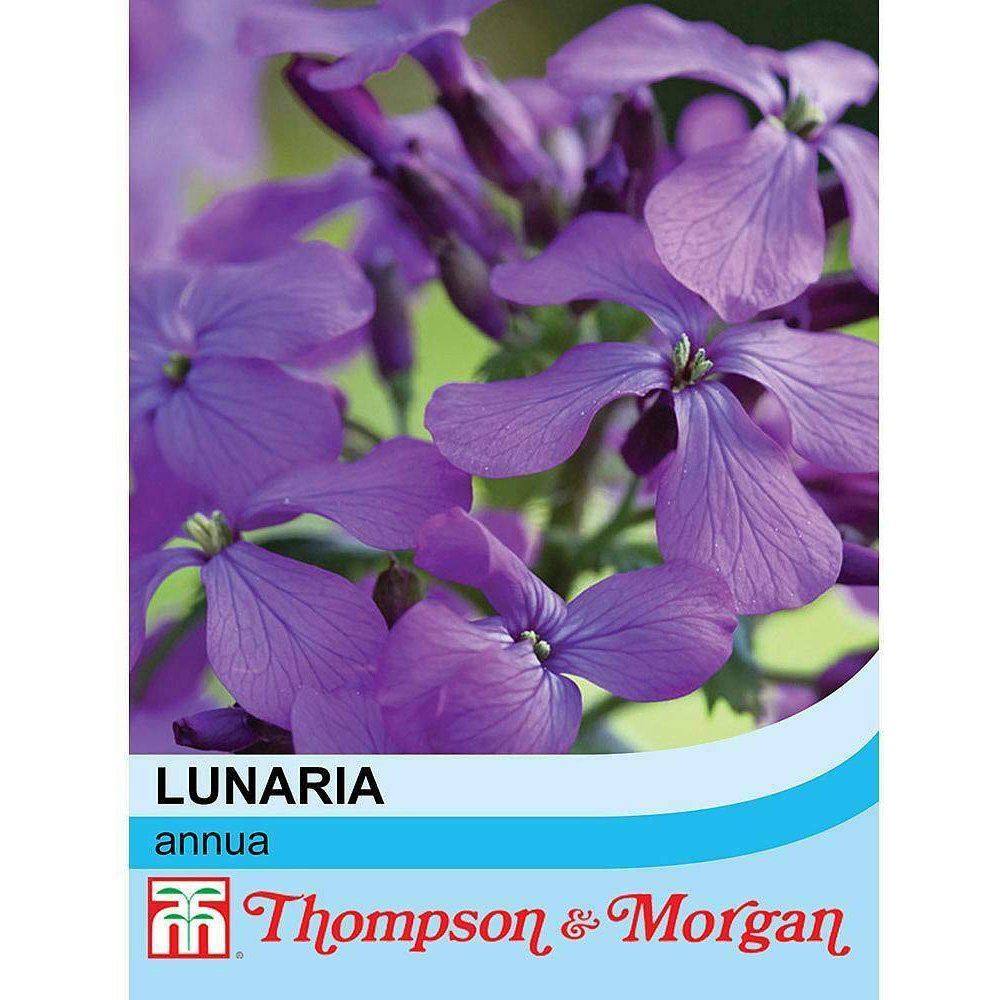 Thompson & Morgan Wildflower Honesty Seeds Image 2