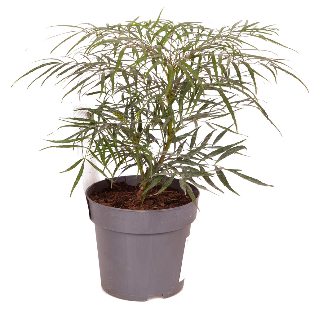 Wilko Mahonia Soft Caress Plant 19cm Pot Image 4