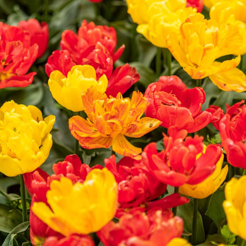 Thompson and Morgan Tulip Baby Blend Bulbs 8 Pack Image 4