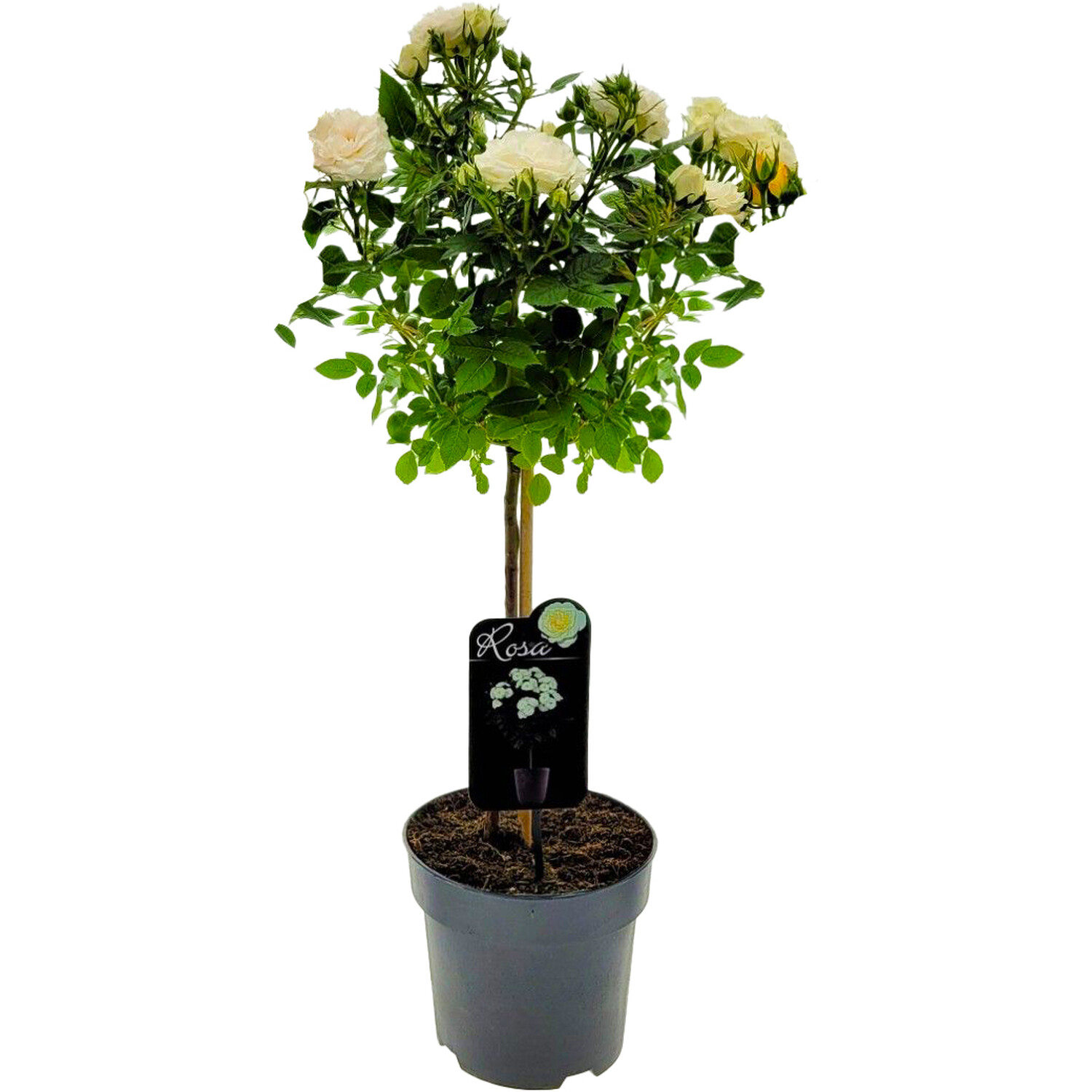 Rose on Stem Plant Image 5