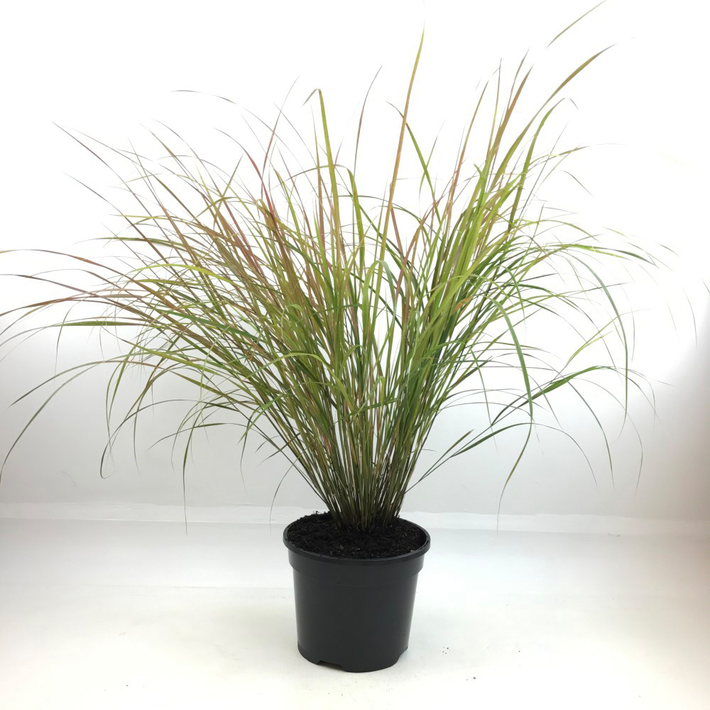 Thompson and Morgan Stipa Arundinacea Plant Pot 3L 2 Pack Image