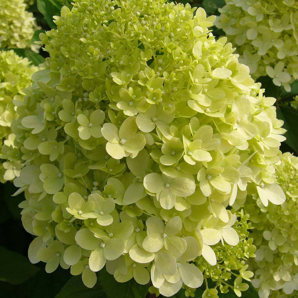 Thompson and Morgan Hydrangea Paniculata Limelight Plant Pot 9cm 2 Pack Image 3