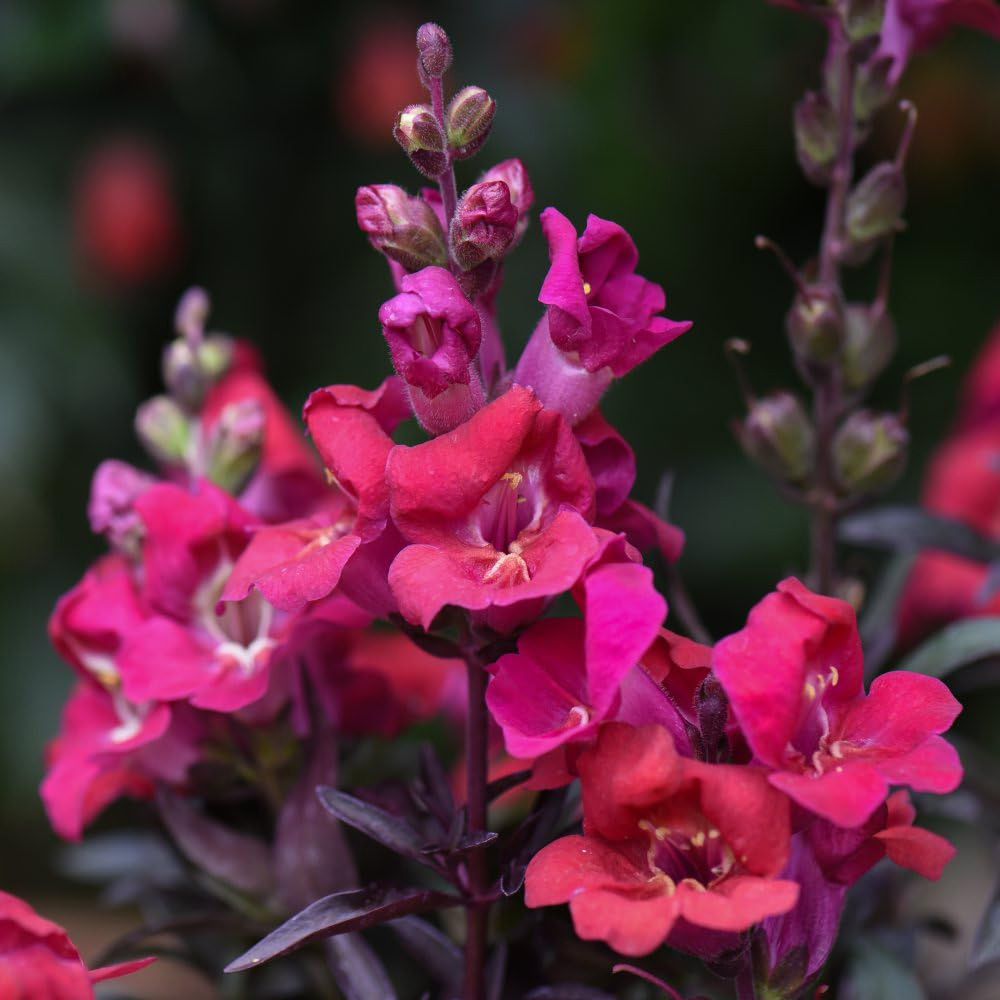 Thompson and Morgan Antirrhinum Cherry Cola Garden Ready Plant 15 Pack Image 2