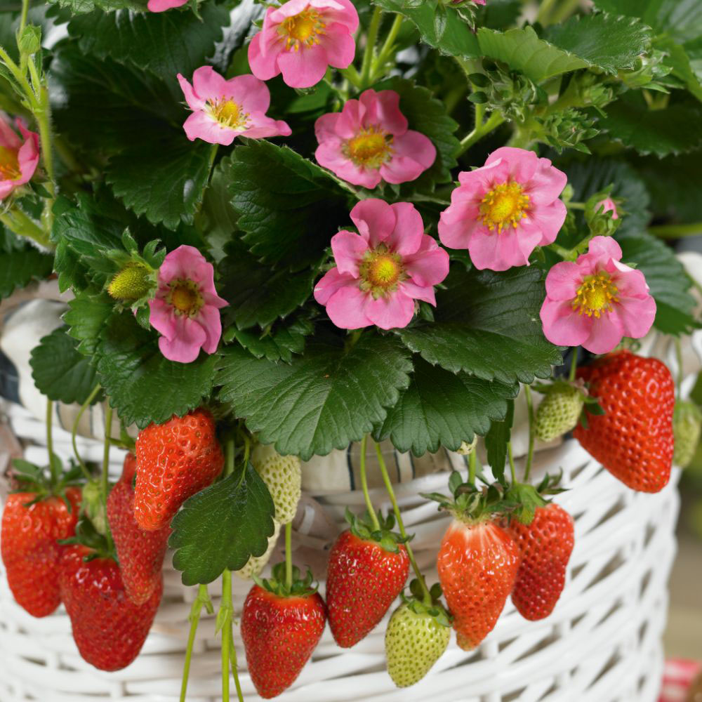 Thompson and Morgan Grow Your Own Strawberry Bundle 2 Pack Image 1