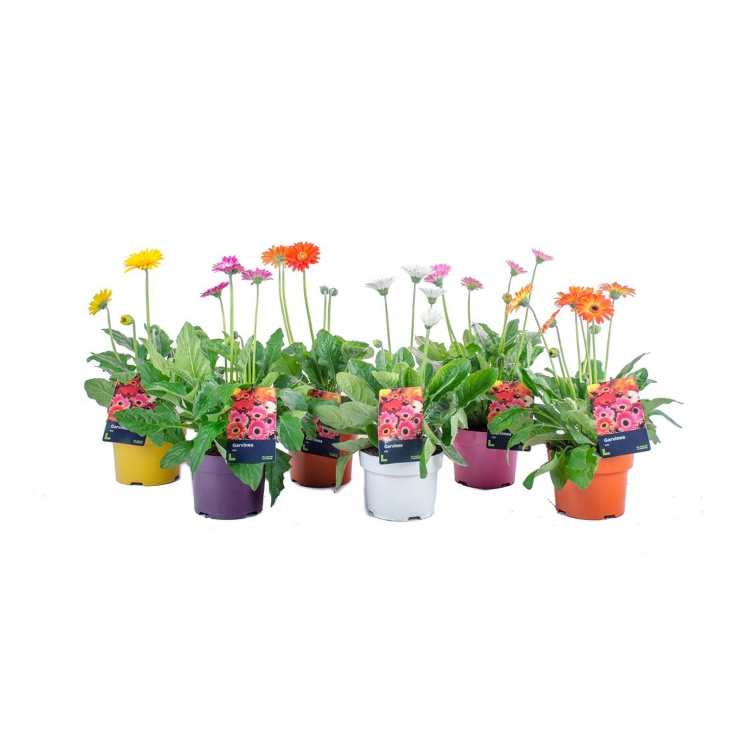 Hardy Gerbera Garvinea Collection  - Multicolour Image