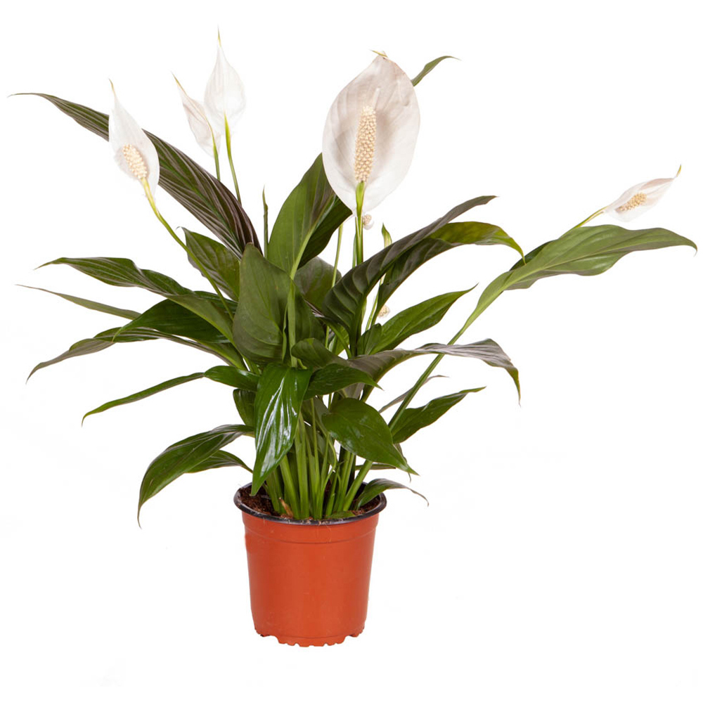 Wilko Spathiphyllum Sweet Silver Plant Image 2