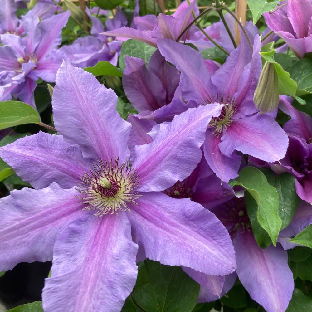 Thompson and Morgan Clematis Tumaini Evigsy151 Plant Pot 3L Image 2