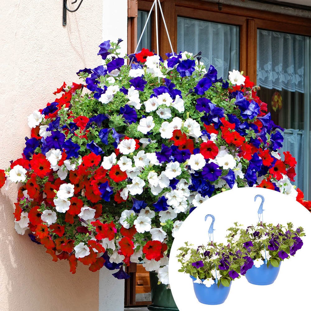 YouGarden Preplanted Petunia Patriotic Hanging Basket 25cm 2 Pack Image 1