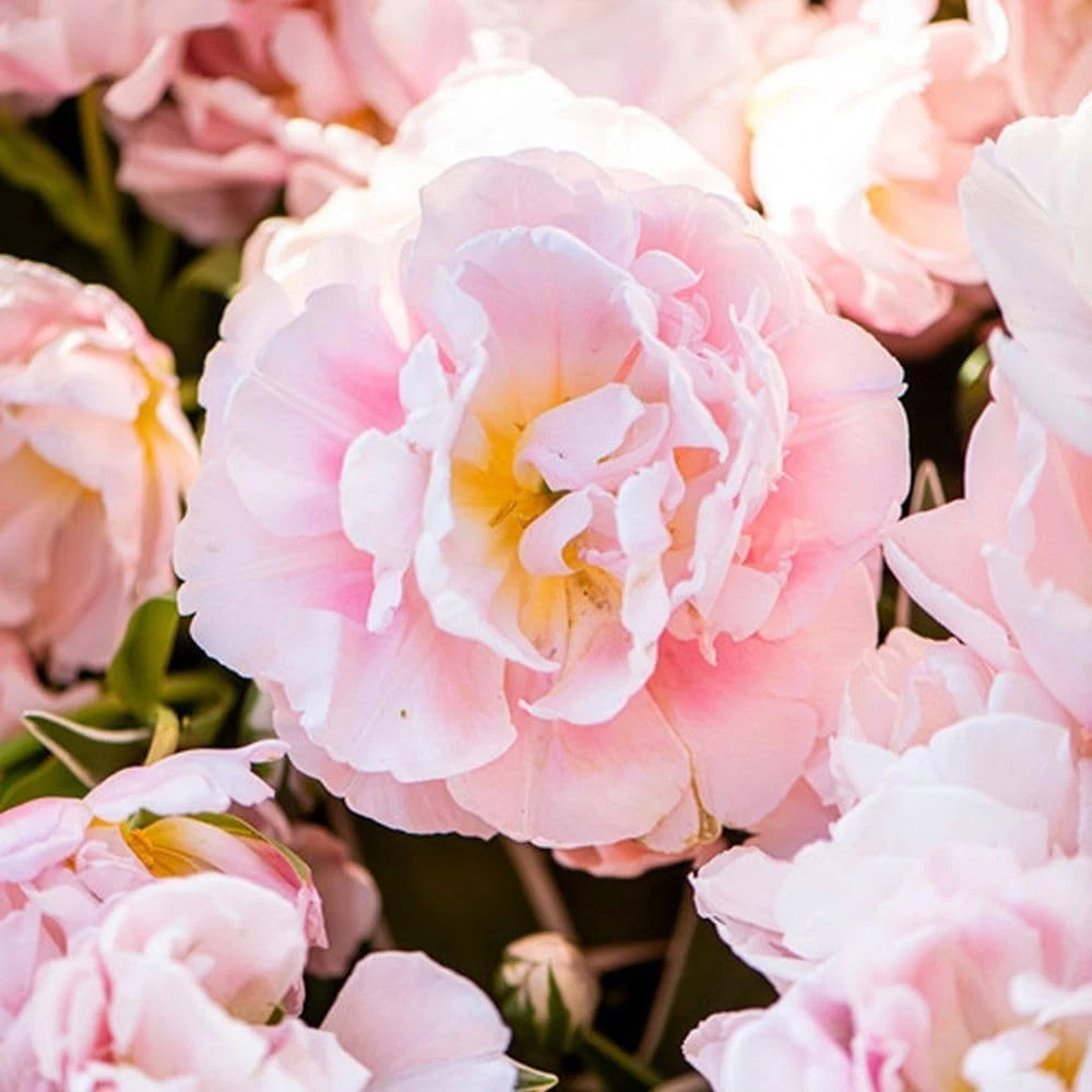Thompson and Morgan Tulip Dreamer Blush Pink Planting Bulb 32 Pack Image 1