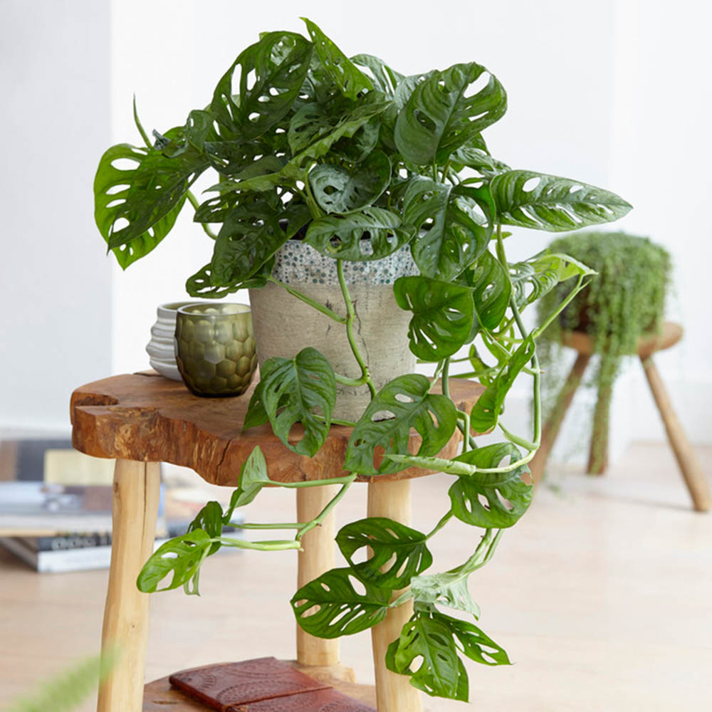 YouGarden Monstera  Monkey Leaf Plant Image 1