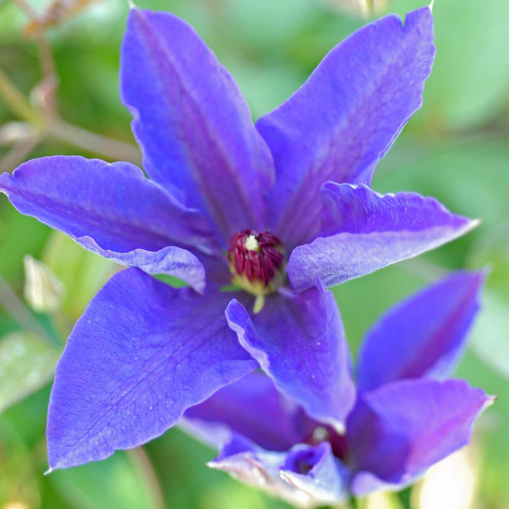 Thompson and Morgan Clematis The President Plant Pot 1.7L Image 2