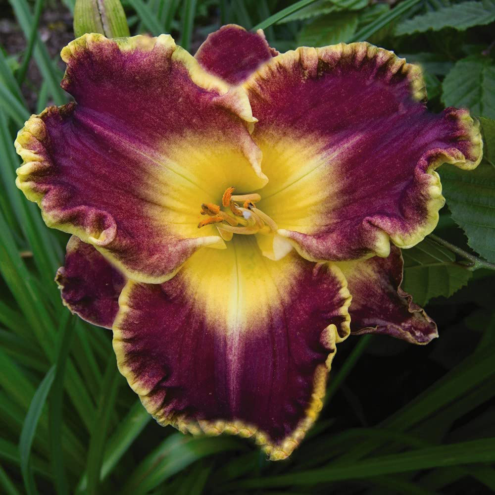 Thompson and Morgan Hemerocallis Collection Bare Root 5 Pack Image 2