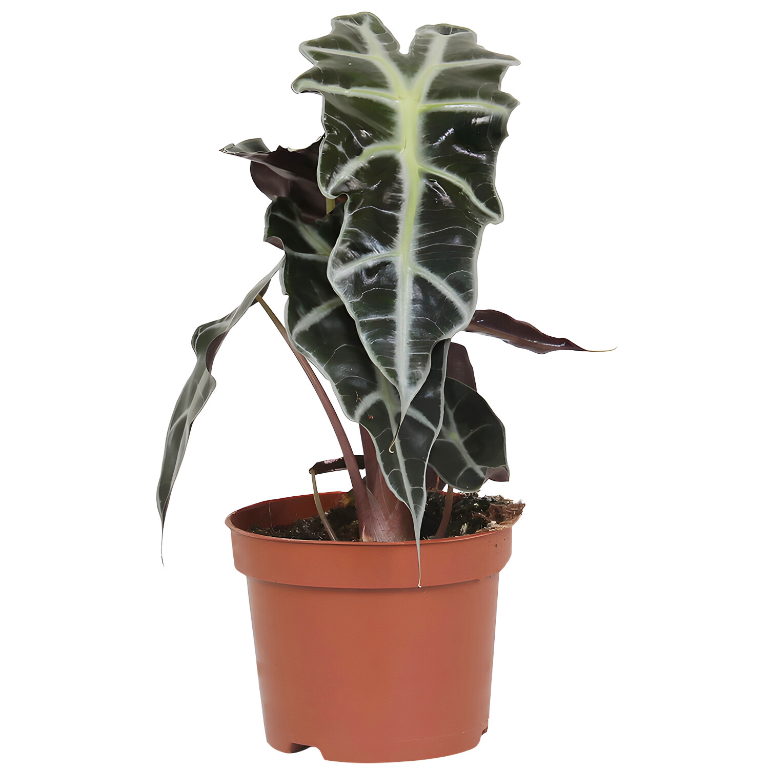Alocasia Polly - Green Image