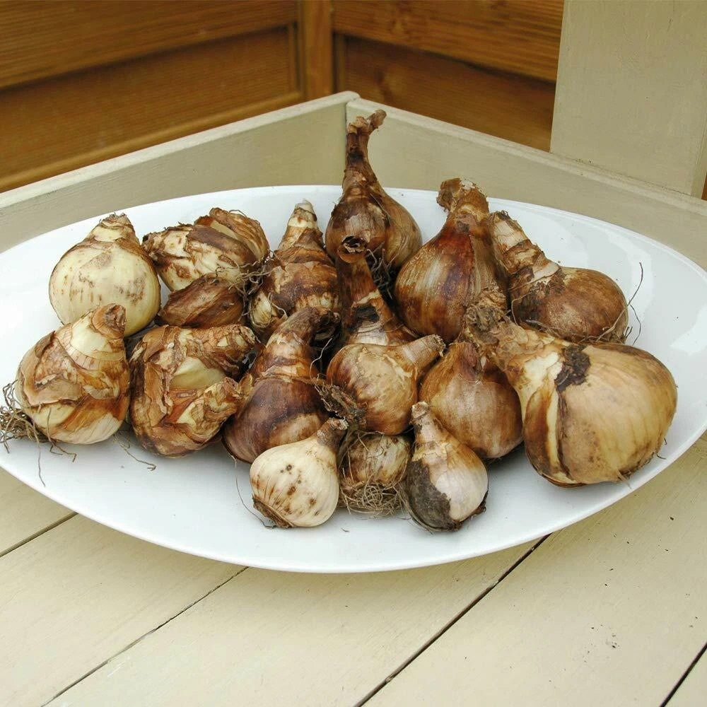 Thompson and Morgan Daffodil Sweet Aroma Mixed Spring Planting Bulb 32 Pack Image 7