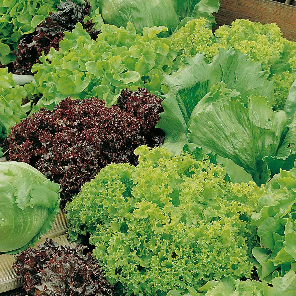 Wilko Lettuce Headed Mix Seeds Image 1