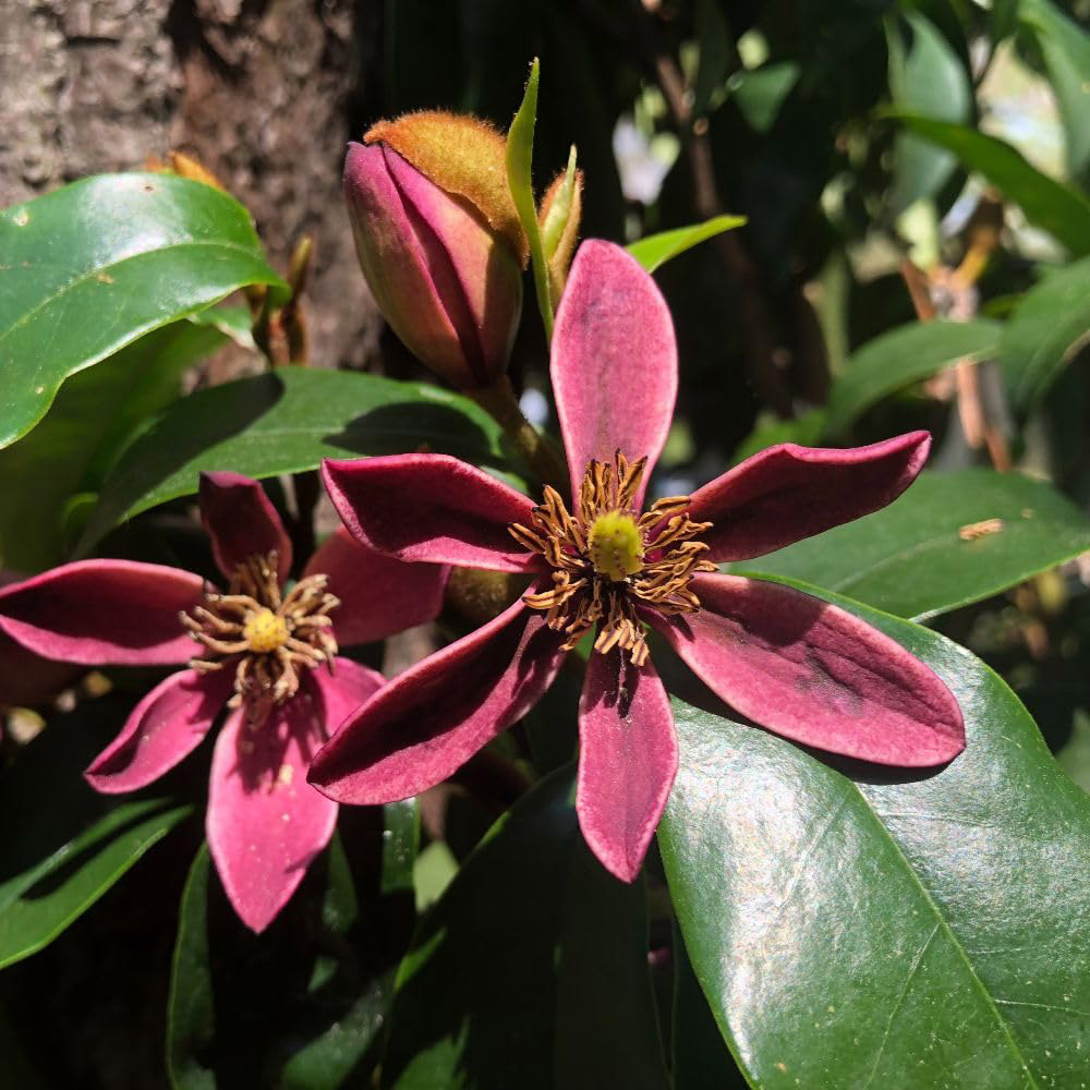 Thompson and Morgan Magnolia Hybrid Stellar Ruby Plant in Pot 9cm 2 Pack Image 2