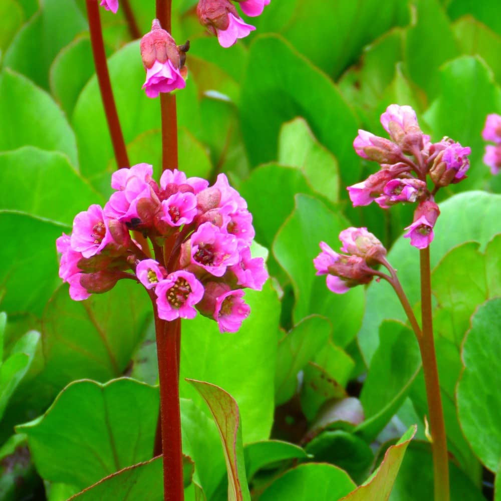 Thompson and Morgan Bergenia Cordifolia Potted Plant 1L Image 2