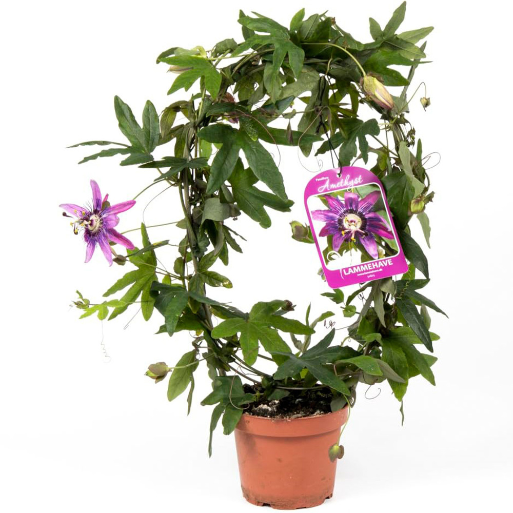 Thompson and Morgan Passiflora Violacea Hoop Plant Pot 13cm Image 2