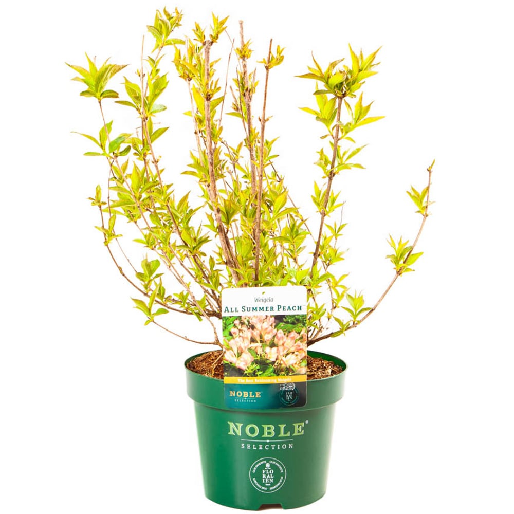YouGarden Weigela All Summer Peach Plant Pot Image 3