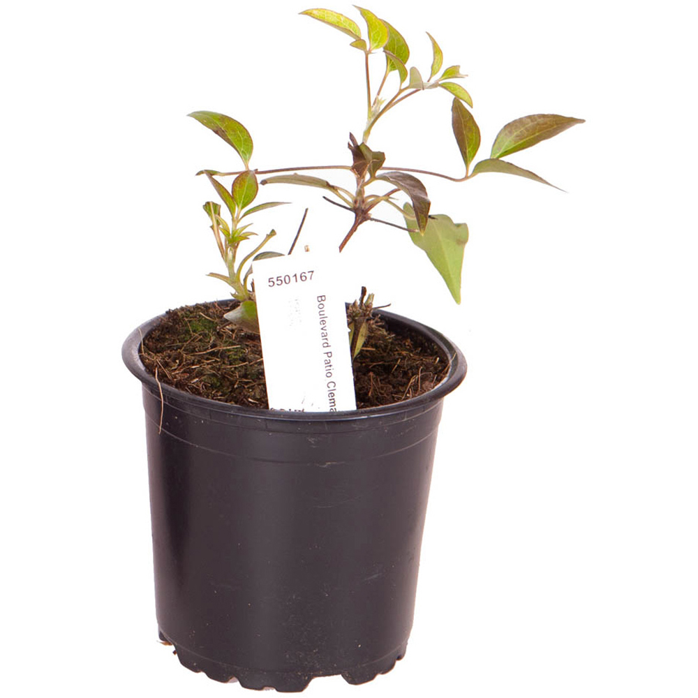 wilko Boulevard Patio Clematis Collection Plant Pot 3 Pack Image 6