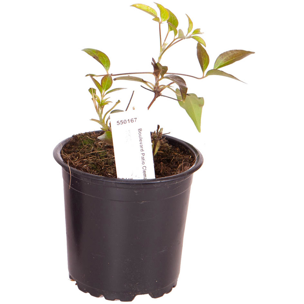 YouGarden Boulevard Patio Clematis Collection Plant Pot 3 Pack Image 6